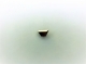 ZnPSe3 crystals 硒化磷锌晶体