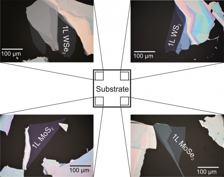 德国2DNext大面积机械剥离单层材料套装(WSe2, WS2, MoS2, MoSe2在同一基底上)尺寸>50*50um