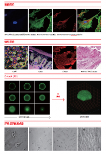 Nanoscope system K1-Fluo 激光荧光共聚焦显微镜